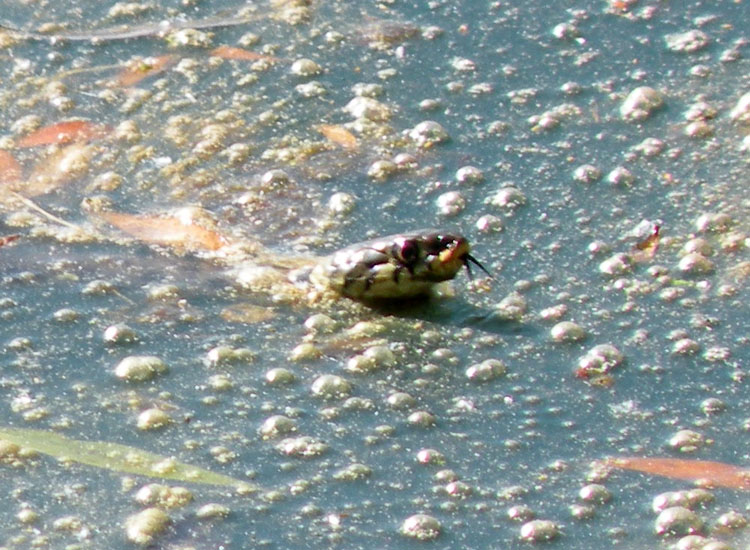 Natrix.... natrix o tessellata?